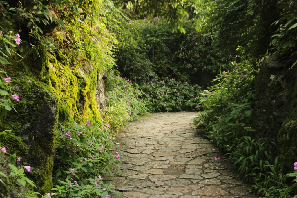 Natural garden path through bushes