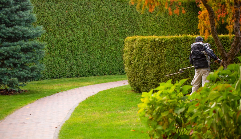 A gardener with a hedge trimmer in a beautiful garden
